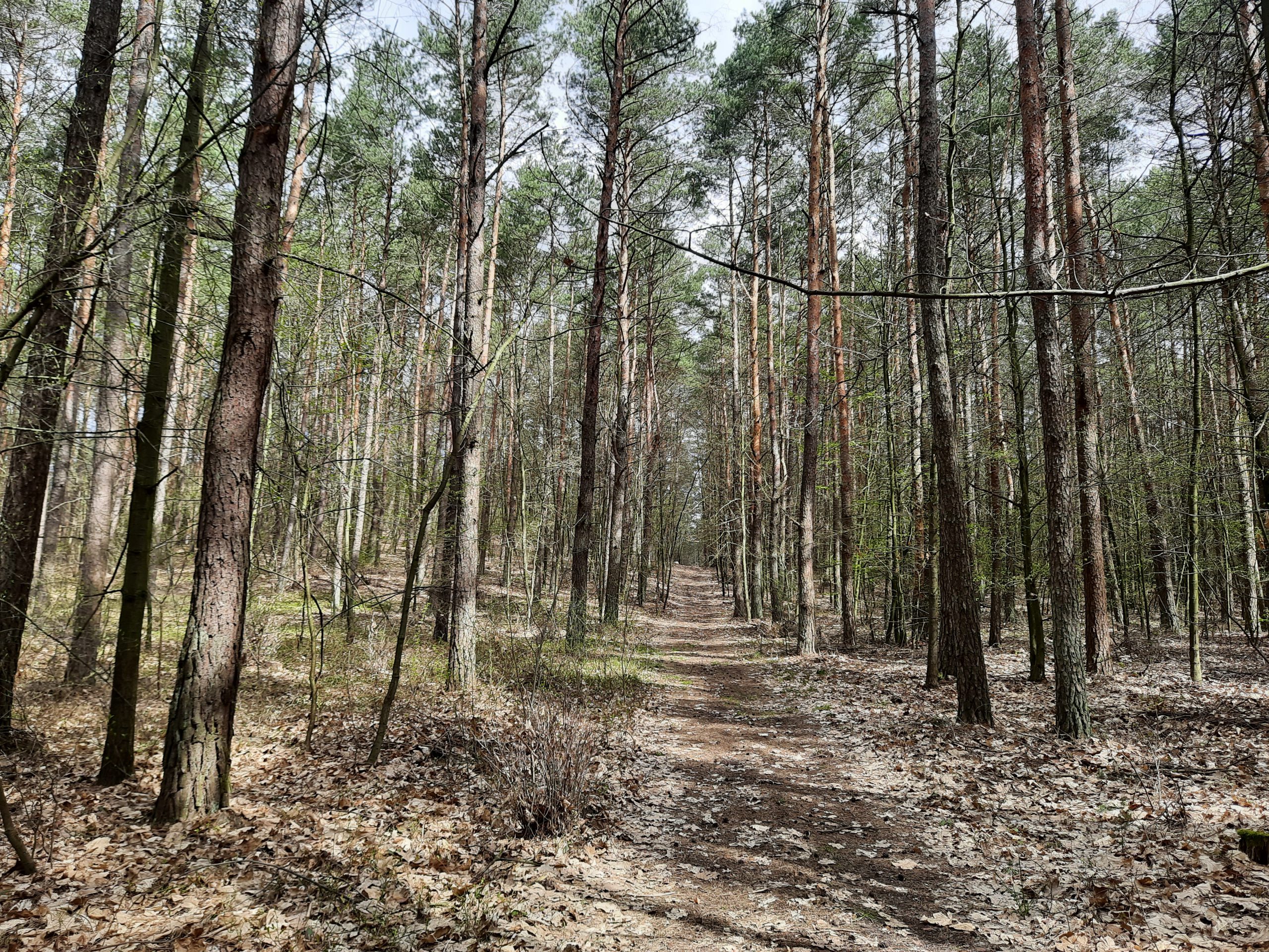 Wąsosz – powstańcy styczniowi